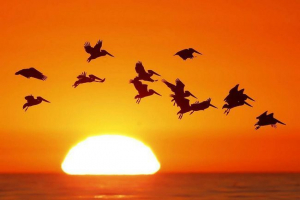 Тварини на тлі сонця: дивовижна природа Тварини на тлі сонця: дивовижна природа